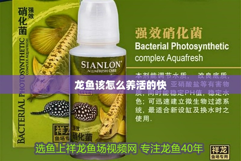 龍魚(yú)該怎么養(yǎng)活的快