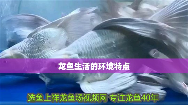 龍魚生活的環境特點