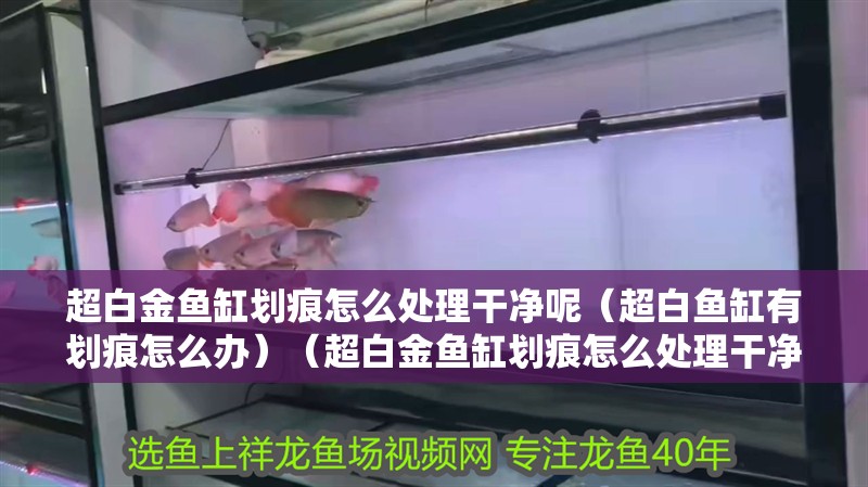 超白金魚缸劃痕怎么處理干凈呢（超白魚缸有劃痕怎么辦）（超白金魚缸劃痕怎么處理干凈）