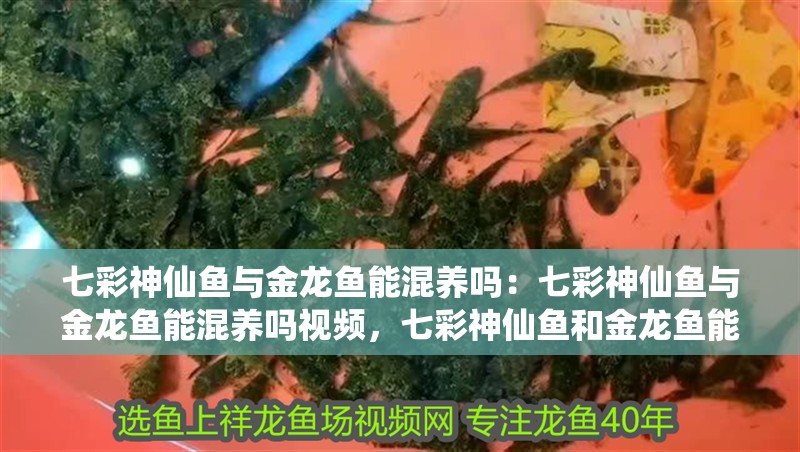 七彩神仙魚與金龍魚能混養嗎：七彩神仙魚與金龍魚能混養嗎視頻，七彩神仙魚和金龍魚能否