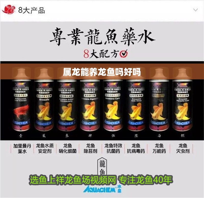 屬龍能養龍魚嗎好嗎 屬龍能養龍魚嗎好嗎 龍魚百科 第4張