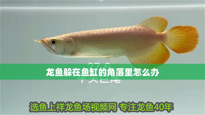 龍魚(yú)躲在魚(yú)缸的角落里怎么辦