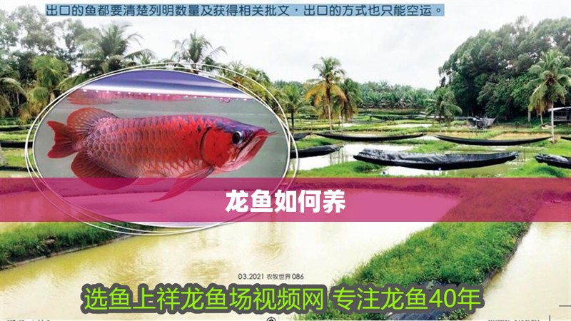 龍魚如何養