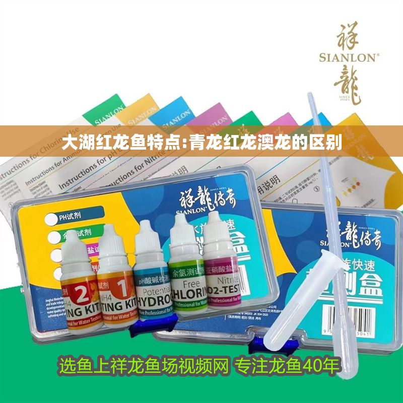 大湖紅龍魚(yú)特點(diǎn):青龍紅龍澳龍的區(qū)別