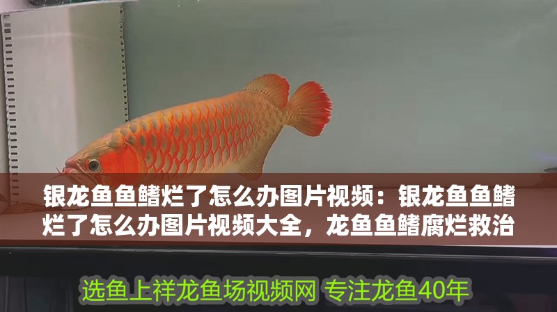銀龍魚魚鰭爛了怎么辦圖片視頻：銀龍魚魚鰭爛了怎么辦圖片視頻大全，龍魚魚鰭腐爛救治全攻略，高清圖片與視頻教程