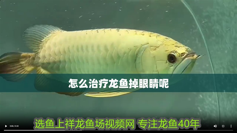 怎么治療龍魚掉眼睛呢 怎么治療龍魚掉眼睛呢 龍魚百科 第2張