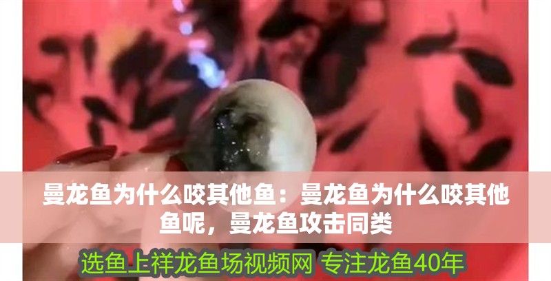 曼龍魚為什么咬其他魚：曼龍魚為什么咬其他魚呢，曼龍魚攻擊同類 曼龍魚為什么咬其他魚：曼龍魚為什么咬其他魚呢，曼龍魚攻擊同類 水族問答