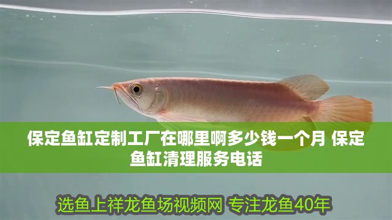 保定魚缸定制工廠在哪里啊多少錢一個月 保定魚缸清理服務電話 保定魚缸定制工廠在哪里啊多少錢一個月 保定魚缸清理服務電話 錦鯉魚百科 第1張