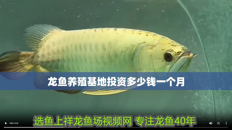 龍魚養殖基地投資多少錢一個月