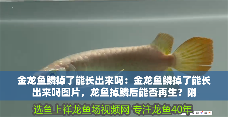 金龍魚鱗掉了能長出來嗎：金龍魚鱗掉了能長出來嗎圖片，龍魚掉鱗后能否再生？附