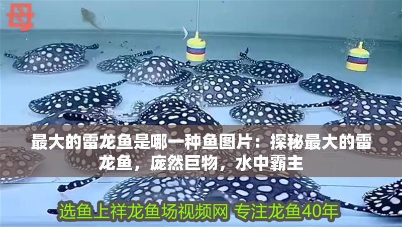 最大的雷龍魚是哪一種魚圖片：探秘最大的雷龍魚，龐然巨物，水中霸主