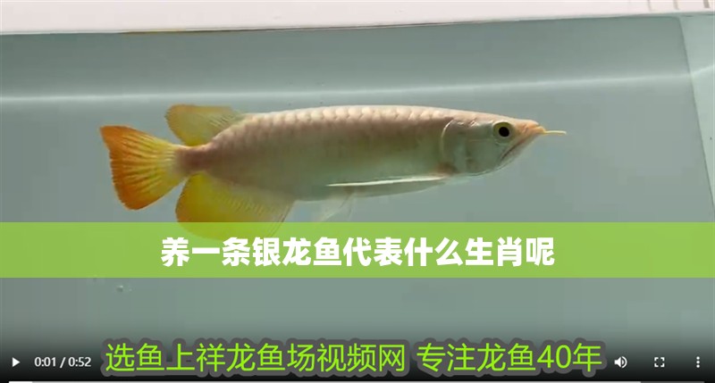 養一條銀龍魚代表什么生肖呢