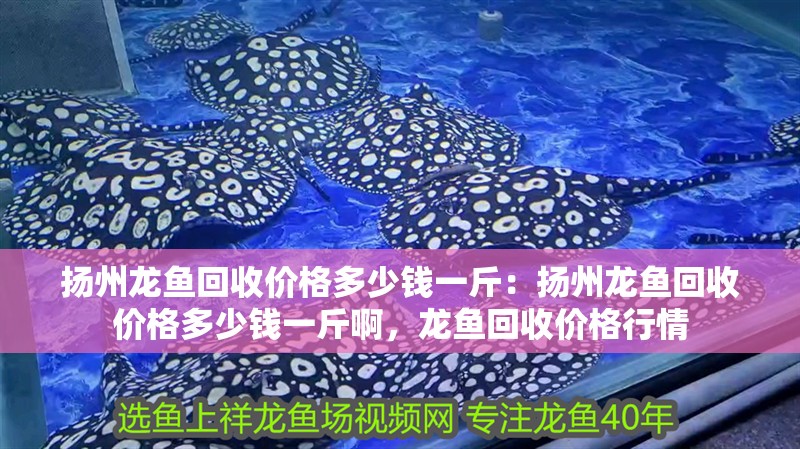 揚州龍魚回收價格多少錢一斤：揚州龍魚回收價格多少錢一斤啊，龍魚回收價格行情