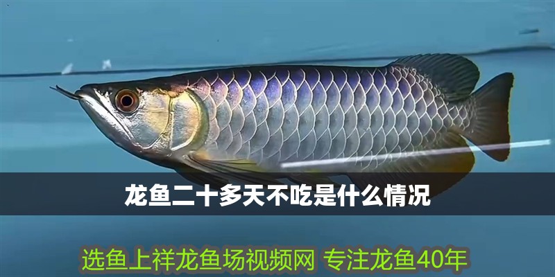龍魚二十多天不吃是什么情況 龍魚百科 第2張 龍魚二十多天不吃是什么情況 龍魚二十多天不吃是什么情況 龍魚百科 第2張