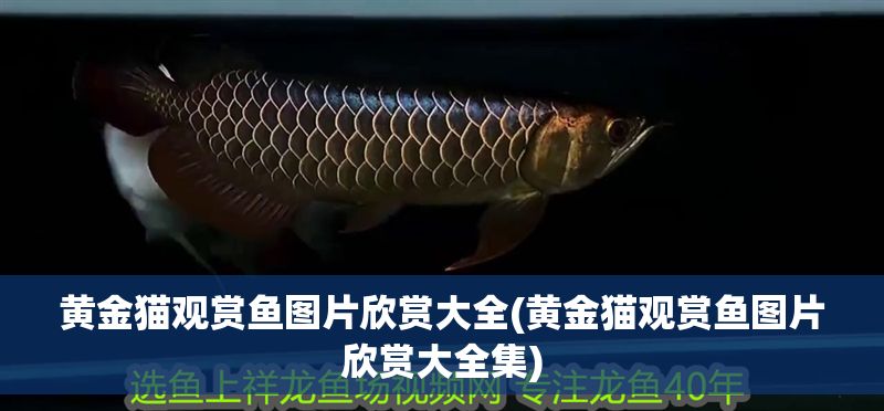 黃金貓觀賞魚圖片欣賞大全(黃金貓觀賞魚圖片欣賞大全集)