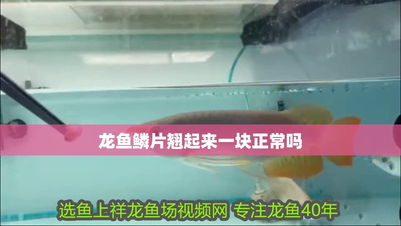 龍魚鱗片翹起來一塊正常嗎