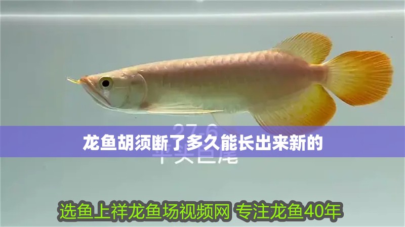 龍魚胡須斷了多久能長出來新的
