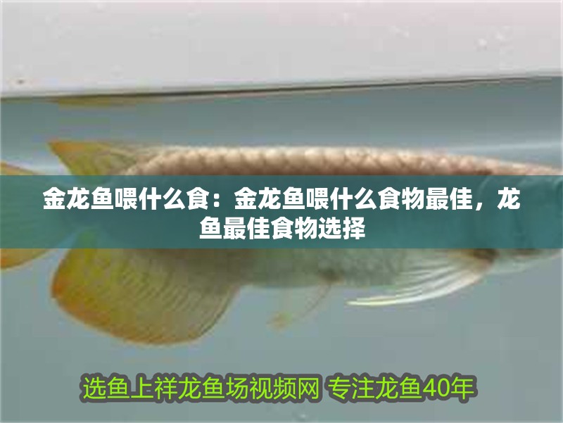 金龍魚喂什么食：金龍魚喂什么食物最佳，龍魚最佳食物選擇