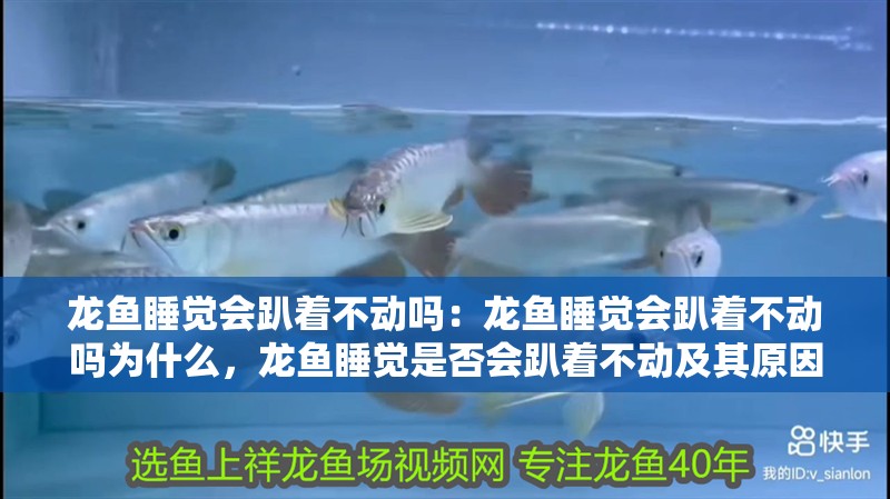 龍魚睡覺會趴著不動嗎：龍魚睡覺會趴著不動嗎為什么，龍魚睡覺是否會趴著不動及其原因 龍魚睡覺會趴著不動嗎：龍魚睡覺會趴著不動嗎為什么，龍魚睡覺是否會趴著不動及其原因 水族問答