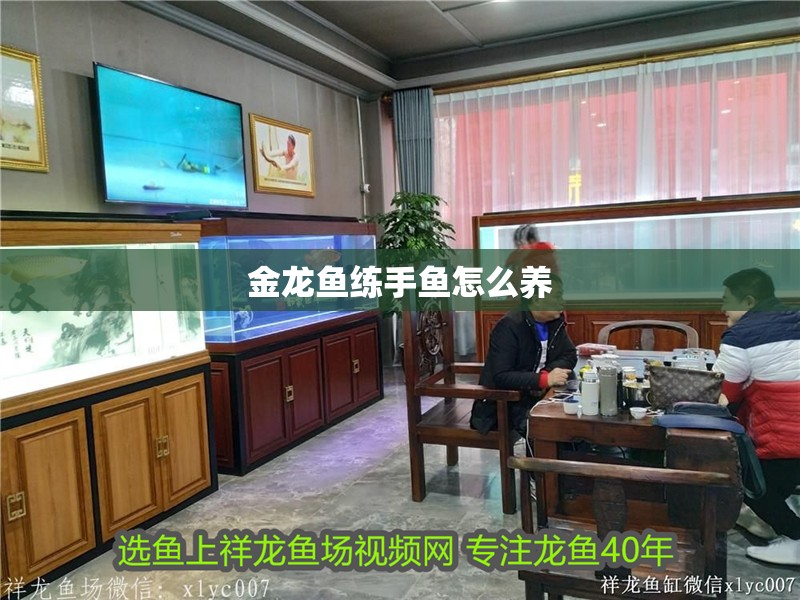 金龍魚練手魚怎么養