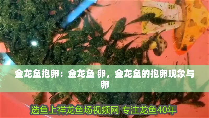 金龍魚抱卵：金龍魚 卵，金龍魚的抱卵現象與卵