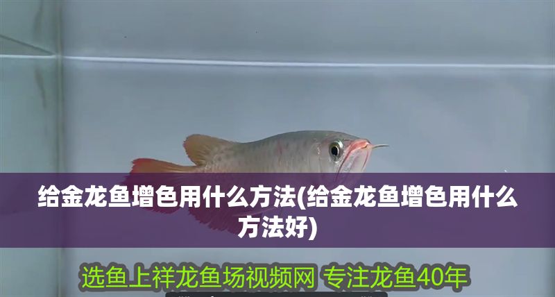 給金龍魚增色用什么方法(給金龍魚增色用什么方法好)