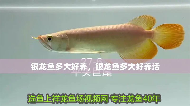 銀龍魚多大好養，銀龍魚多大好養活