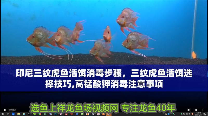 印尼三紋虎魚活餌消毒步驟，三紋虎魚活餌選擇技巧,高錳酸鉀消毒注意事項