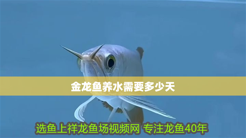 金龍魚養水需要多少天