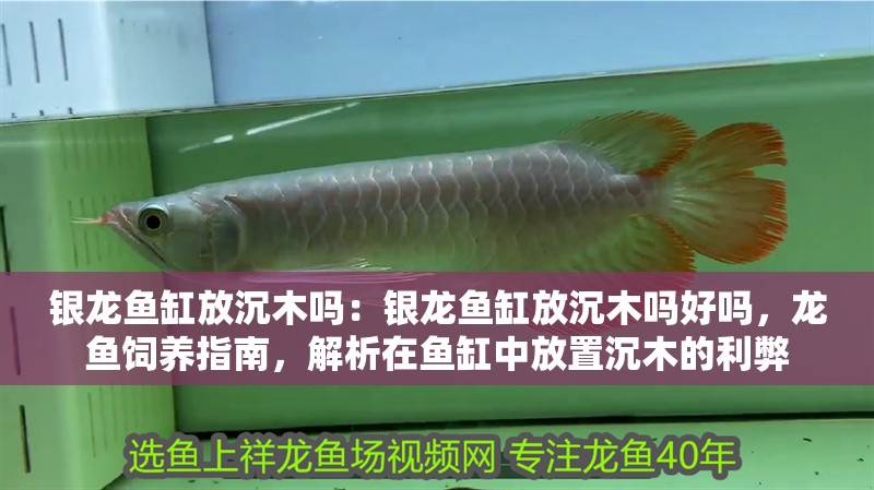 銀龍魚缸放沉木嗎:銀龍魚缸放沉木嗎好嗎,龍魚飼養(yǎng)指南,解析在魚缸中放置沉木的利弊 水族問答 銀龍魚缸放沉木嗎:銀龍魚缸放沉木嗎好嗎,龍魚飼養(yǎng)指南,解析在魚缸中放置沉木的利弊 銀龍魚缸放沉木嗎:銀龍魚缸放沉木嗎好嗎,龍魚飼養(yǎng)指南,解析在魚缸中放置沉木的利弊 水族問答