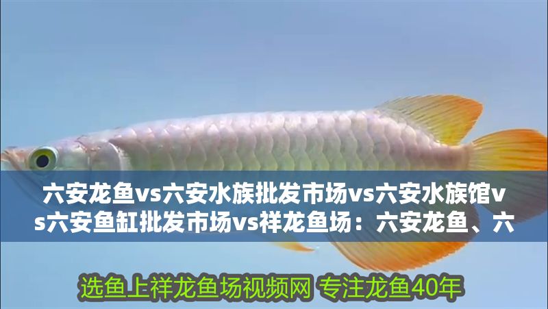 六安龍魚vs六安水族批發市場vs六安水族館vs六安魚缸批發市場vs祥龍魚場：六安龍魚、六安水族批發市場、六安魚缸批發市場信息 六安龍魚vs六安水族批發市場vs六安水族館vs六安魚缸批發市場vs祥龍魚場：六安龍魚、六安水族批發市場、六安魚缸批發市場信息 祥龍魚場各市分站 第2張