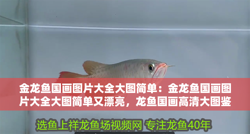 金龍魚國畫圖片大全大圖簡單：金龍魚國畫圖片大全大圖簡單又漂亮，龍魚國畫高清大圖鑒賞，簡約而精美的視覺盛宴 金龍魚國畫圖片大全大圖簡單：金龍魚國畫圖片大全大圖簡單又漂亮，龍魚國畫高清大圖鑒賞，簡約而精美的視覺盛宴 水族問答