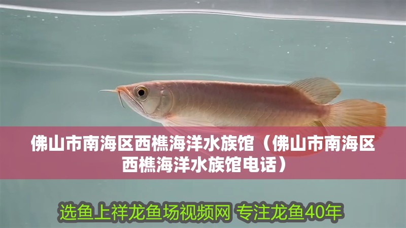 佛山市南海區(qū)西樵海洋水族館（佛山市南海區(qū)西樵海洋水族館電話）