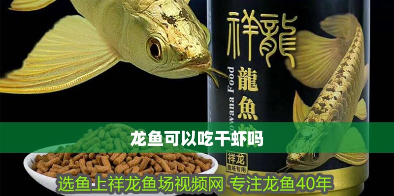 龍魚(yú)可以吃干蝦嗎
