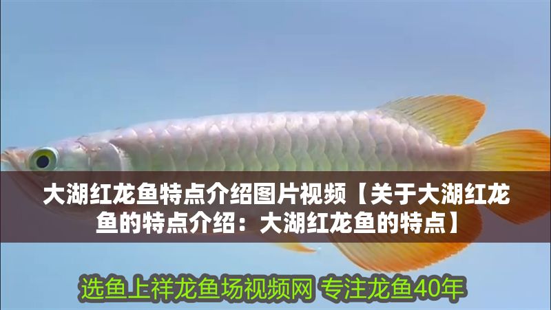 大湖紅龍魚特點介紹圖片視頻【關于大湖紅龍魚的特點介紹：大湖紅龍魚的特點】