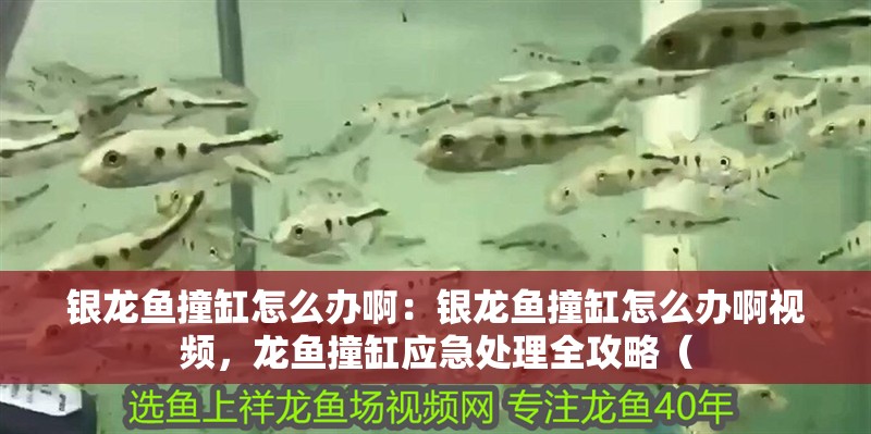 銀龍魚撞缸怎么辦啊：銀龍魚撞缸怎么辦啊視頻，龍魚撞缸應急處理全攻略（ 銀龍魚撞缸怎么辦啊：銀龍魚撞缸怎么辦啊視頻，龍魚撞缸應急處理全攻略（ 水族問答