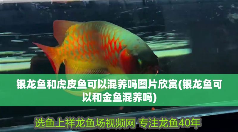 銀龍魚和虎皮魚可以混養嗎圖片欣賞(銀龍魚可以和金魚混養嗎) 銀龍魚和虎皮魚可以混養嗎圖片欣賞(銀龍魚可以和金魚混養嗎) 銀龍魚百科 第1張