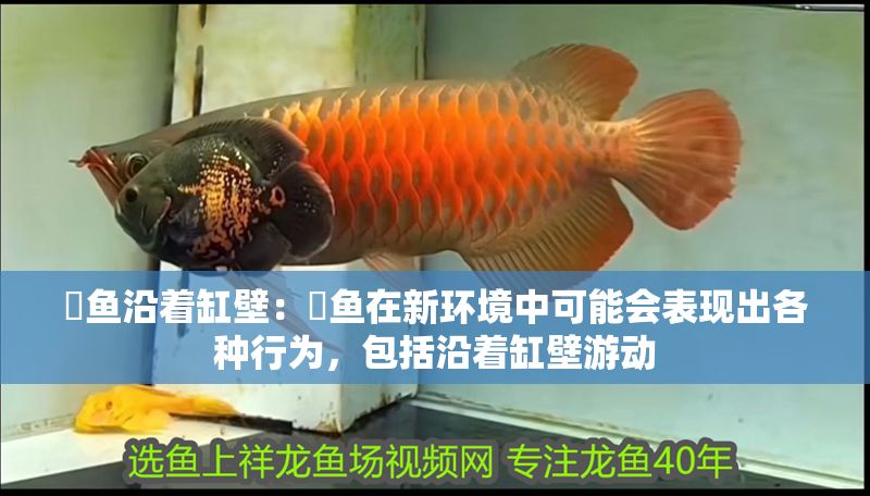 魟魚沿著缸壁：魟魚在新環境中可能會表現出各種行為，包括沿著缸壁游動 魟魚沿著缸壁：魟魚在新環境中可能會表現出各種行為，包括沿著缸壁游動 魟魚百科 第2張