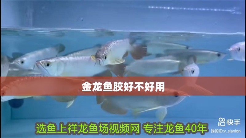 金龍魚(yú)膠好不好用 金龍魚(yú)膠好不好用 龍魚(yú)百科 第4張