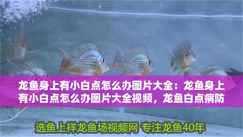 龍魚身上有小白點(diǎn)怎么辦圖片大全：龍魚身上有小白點(diǎn)怎么辦圖片大全視頻，龍魚白點(diǎn)病防治全攻略，圖文視頻詳解處理方法