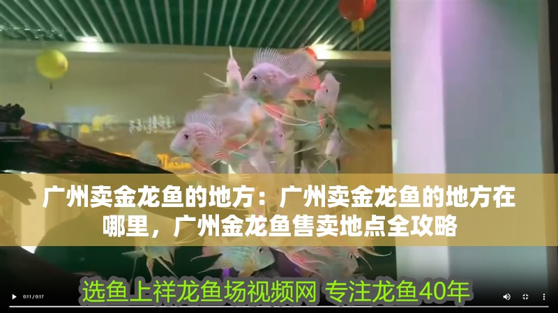 廣州賣金龍魚的地方：廣州賣金龍魚的地方在哪里，廣州金龍魚售賣地點全攻略 廣州賣金龍魚的地方：廣州賣金龍魚的地方在哪里，廣州金龍魚售賣地點全攻略 水族問答