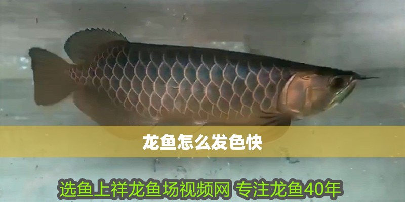 龍魚怎么發色快