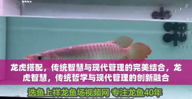 龍虎搭配，傳統(tǒng)智慧與現(xiàn)代管理的完美結(jié)合，龍虎智慧，傳統(tǒng)哲學(xué)與現(xiàn)代管理的創(chuàng)新融合