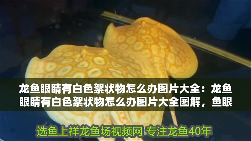 龍魚眼睛有白色絮狀物怎么辦圖片大全：龍魚眼睛有白色絮狀物怎么辦圖片大全圖解，魚眼睛現白色絮狀物處理方法全