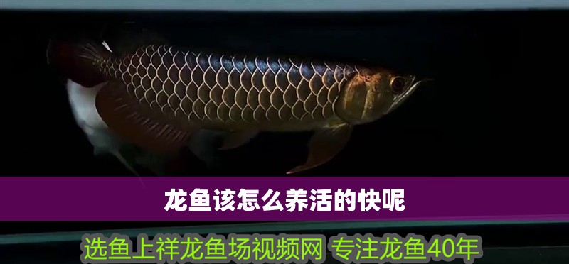 龍魚該怎么養活的快呢