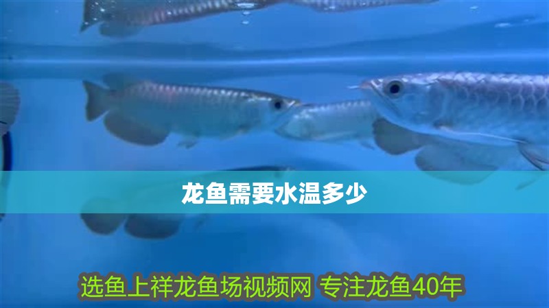 龍魚需要水溫多少