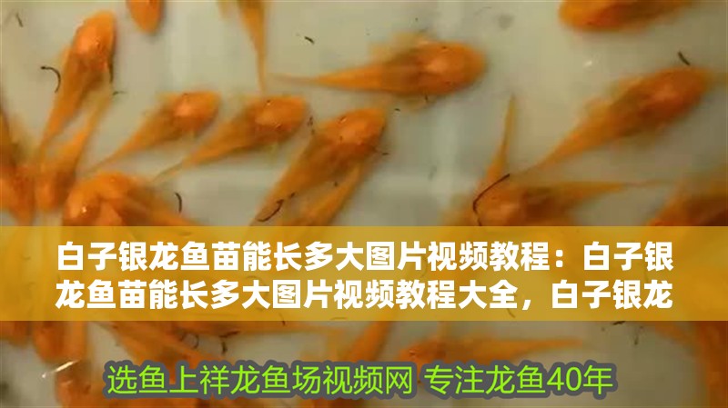 白子銀龍魚苗能長多大圖片視頻教程：白子銀龍魚苗能長多大圖片視頻教程大全，白子銀龍魚苗成長全解析，圖片視頻教程與