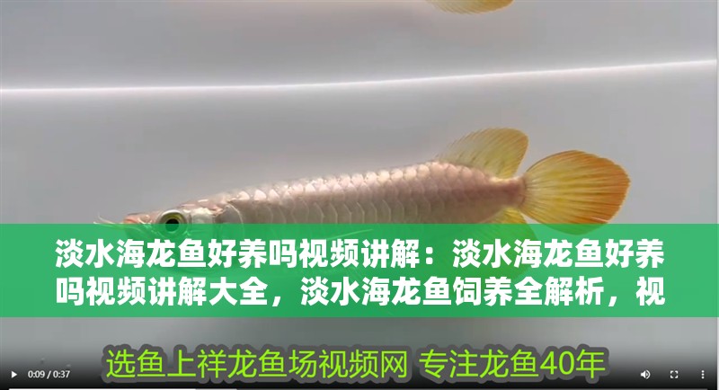 淡水海龍魚好養嗎視頻講解：淡水海龍魚好養嗎視頻講解大全，淡水海龍魚飼養全解析，視頻講解助你輕松掌握