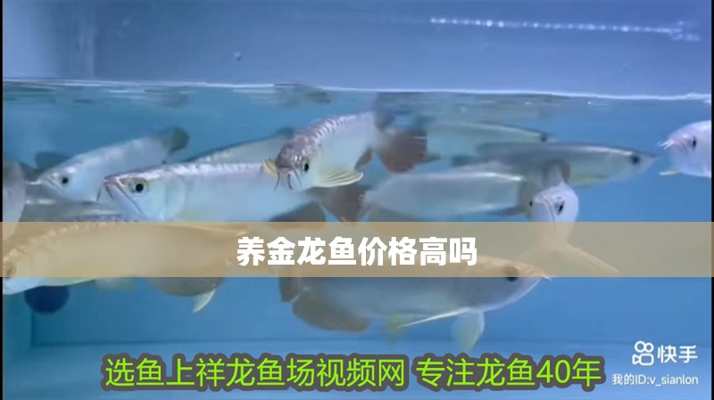 養金龍魚價格高嗎 養金龍魚價格高嗎 龍魚百科 第4張