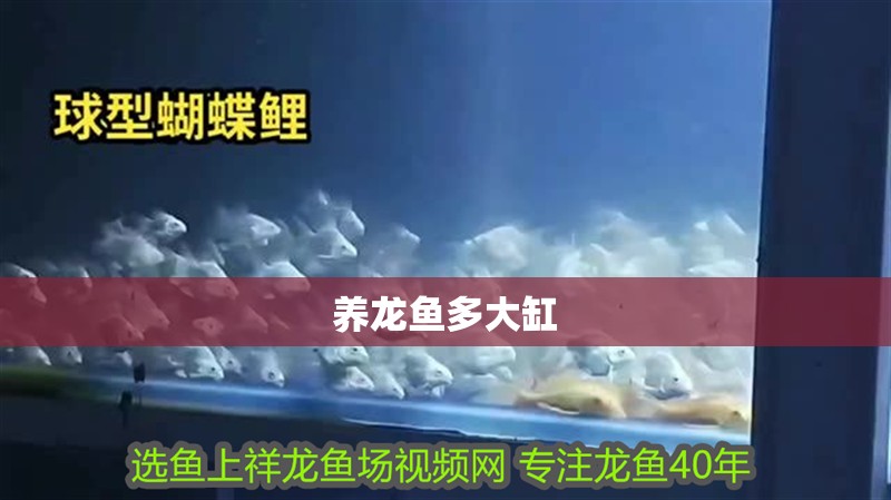 養龍魚多大缸